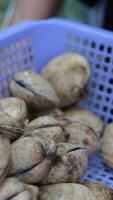 food mollusks shells Spotted babylon, or Babylonia areolata, is sea snail with distinctive spotted shell. Shell is smooth, glossy, with spiral ridges. Food concept. Seafood background. 4K. video
