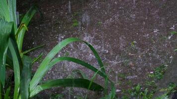 Spring rain Rain drop storm wet forest weather cloud branch tree puddle video