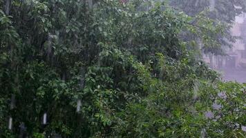 raining shower in the dense forest, close-up of rainfall in jungle, water droplets fixed on green leaves, Raining day in tropical forest. rain drop on leaf tree.Heavy Rain Falling On Tree Leaves video