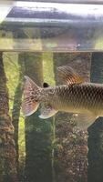 African pike Hepsetus odoe is a small predator that feeds mainly on small fish. These nimble predators prefer clean and well-oxygenated water Armored pike, or long-nosed shells ray-finned fish video