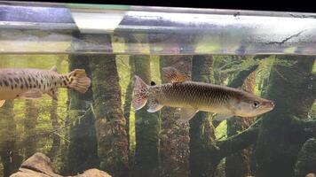 African pike Hepsetus odoe is a small predator that feeds mainly on small fish. These nimble predators prefer clean and well-oxygenated water Armored pike, or long-nosed shells ray-finned fish video