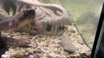 Polypterus delhezi, PLOPTERUS DELTA The barred bichir, armoured bichir, bandback bichir, or banded bichir Polypterus delhezi is elongated fish found, specifically in upper and middle portions. video