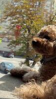 poodle Seated at restaurant table brown toy poodle gazes around with curiosity small stylish dog breed. Toy poodle beautiful brown bundle of curls sits at restaurant table sophisticated dog breed. video