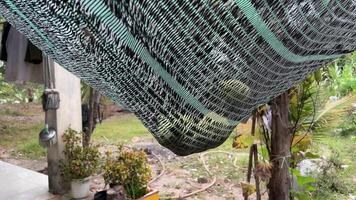 Throw the mango into the net Close up of tree with green mango fruit in the garden. Pakistani Mangos. Asian mangos. bunch of mango. tree with green fruits. video