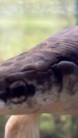 Armored pike, or long-nosed shells ray-finned fish from the family of shellfish. Face of Longnose Gar side view. video