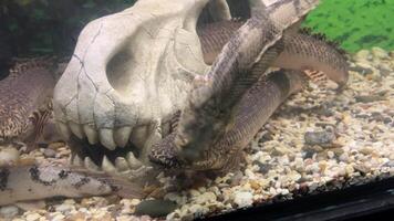 Polypterus delhezi, PLOPTERUS DELTA The barred bichir, armoured bichir, bandback bichir, or banded bichir Polypterus delhezi is elongated fish found, specifically in upper and middle portions. video
