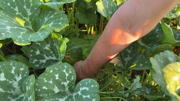 pull out a weed near a pumpkin. pumpkin grows in the garden Small pumpkins grow in a field in the open ground video