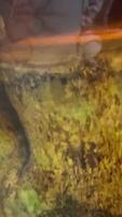 Close-up of red ginseng roots on turntable and stop motion on white background. Common Herbs in China and Korea. Scene for advertising product with ingredient from herbal video