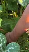 pull out a weed near a pumpkin. pumpkin grows in the garden Small pumpkins grow in a field in the open ground video