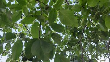 walnut tree green unripe nuts hanging on a walnut tree branch video