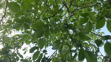 walnut tree common walnut in growth. A walnut is the nut of any tree of the genus Juglans Family Juglandaceae, particularly the Persian or English walnut, Juglans regia. video
