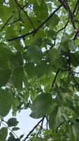 walnut tree common walnut in growth. A walnut is the nut of any tree of the genus Juglans Family Juglandaceae, particularly the Persian or English walnut, Juglans regia. video