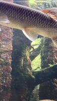 African pike Hepsetus odoe is a small predator that feeds mainly on small fish. These nimble predators prefer clean and well-oxygenated water Armored pike, or long-nosed shells ray-finned fish video
