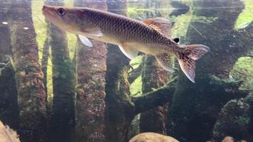 African pike Hepsetus odoe is a small predator that feeds mainly on small fish. These nimble predators prefer clean and well-oxygenated water Armored pike, or long-nosed shells ray-finned fish video