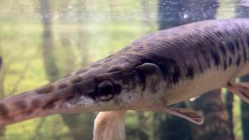 Armored pike, or long-nosed shells ray-finned fish from the family of shellfish. Face of Longnose Gar side view. video