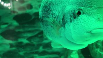 You can find all sorts of popular names for aquarium fish. Let's take, for example, the Red Devil. one famous cichlid video