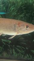 African pike Hepsetus odoe is a small predator that feeds mainly on small fish. misunderstanding of the possibility of attacking the victim. video