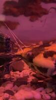 catfish Clarius is a genus of catfishes of the order Siluriformes of the family Clariidae. name comes from reference to fish ability to live out of water for long periods of time. video
