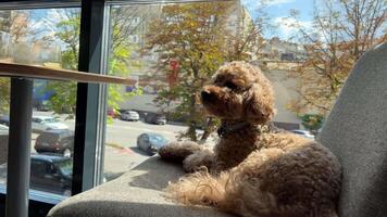 poodle Seated at restaurant table brown toy poodle gazes around with curiosity small stylish dog breed. Toy poodle beautiful brown bundle of curls sits at restaurant table sophisticated dog breed. video