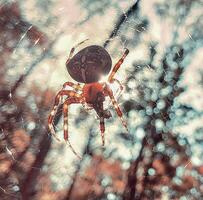 Spider at the center of its web, with sunlight filtering through trees creating a bokeh effect. photo
