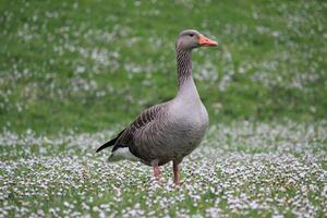 Regal Wit Unveiling Cunning Gaze of the Green King Duck photo