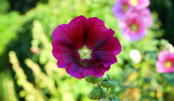 The Uniquely Beautiful Prime Rose in Red and Purple photo