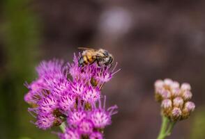 Safe extraction of honey by bees photo