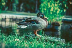 Still Waters Duck's Serene Rest photo
