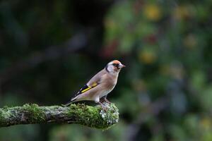 Silent Guardian Forest Sparrow Perched on a Tranquil Branch photo