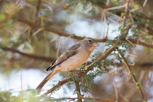 Branch Serenade Sparrow Perched in Silence photo