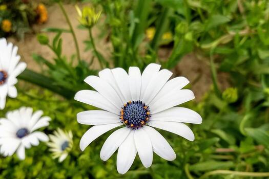 Ethereal Blooms Forest White Cosmos Elegance photo