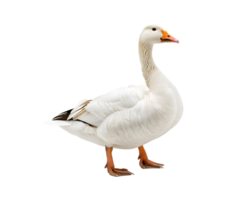 Goose standing, isolated on a transparent background png