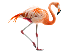 Flamingo walking, isolated on a transparent background png