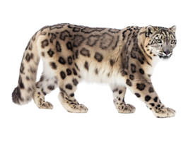 Snow leopard standing, isolated on a transparent background png