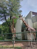 A giraffe standing in a zoo enclosure The giraffe is looking at the camera. There are several people in the background, some of whom are looking at the giraffe photo