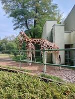 A giraffe standing in a zoo enclosure The giraffe is looking at the camera. There are several people in the background, some of whom are looking at the giraffe photo