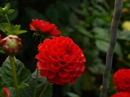 a close up of a red flower with green leaves photo