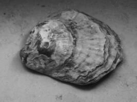 a black and white photo of a shell
