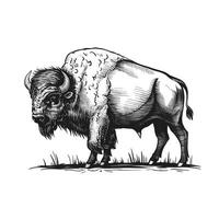 An illustration of a bison standing in the grass vector