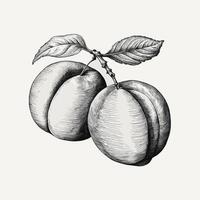 A drawing of two peach fruits with leaves vector