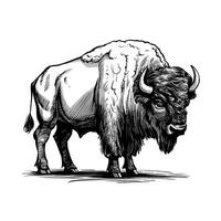 A bison is standing in a sketch style vector