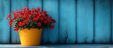 Red flower tree in a yellow pot on a wooden floor in front of a bright blue wall gives a feeling of freshness and liveliness. It is suitable for creating an inviting atmosphere in advertising. photo