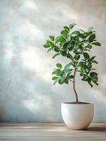 Green plants in white pots on a wooden floor in front of a white wall give a sense of nature, peace and balance. Suitable for interior decoration or wallpaper that emphasizes a relaxing atmosphere. photo