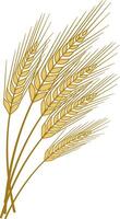 Wheat Spikelets. Bouquet of Yellow Wheat Spikelets With Grains. Illustration of Wheat vector