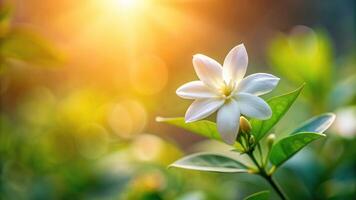 Isolated close up of a jasmine flower with a soft focus background creating a forced perspective effect, summer, background, botanical,jasmine flower, perfume, soft focus photo