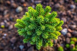 photograph, evergreen tree, small, early spring season, Macro photograph of a small evergreen tree seen from a bird s eye view during the early spring season photo