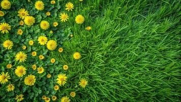 Abstract spring or summer background with green grass and yellow flowers from high angle view photo