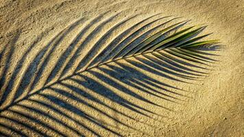 Abstract shadow of palm tree leaf on concrete and sand photo