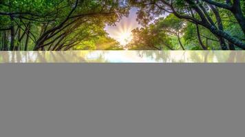 sunlight, tranquil, calm waters, morning, A tranquil morning scene of a natural mangrove forest with sunlight filtering through the trees reflecting on the calm waters of a canal below photo