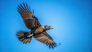 A mesmerizing photo of an isolated crow soaring through the air captured from a worm s eye view set against a stunningly clear blue sky, crow, wildlife photography, freedom, majestic